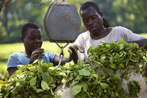 Central Africa, Malawi, Blantyre district. Tea plantation Central Africa, Malawi, Blantyre district. Tea plantation