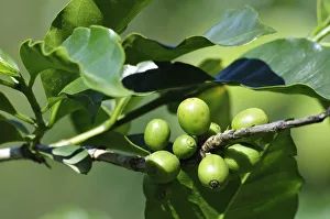 Central America, Costa Rica, Close up of coffee plant Central America, Costa Rica, Close up of coffee plant