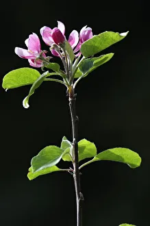 Central America, Costa Rica, a flower in the jungle Central America, Costa Rica, a flower in the jungle