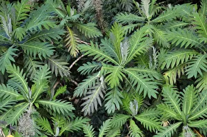Central America, Costa Rica, Plants in the jungle Central America, Costa Rica, Plants in the jungle