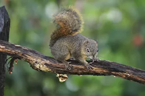 Central America, Costa Rica, Squirrel in the jungle Central America, Costa Rica, Squirrel in the jungle