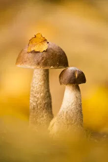 Mushroom Collection: Cep (Boletus edulis), New Forest National Park, Hampshire, England, UK