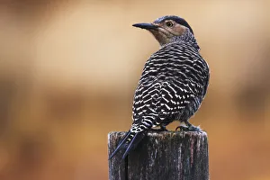 Chilean flicker posing on a fence in Torres del Paine National Park, Patagonia, Argentina Chilean flicker posing on a fence in Torres del Paine National Park, Patagonia, Argentina