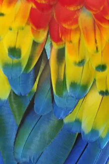 Close up of a Macaw parrots feathers, Copan Ruinas, Central America, Honduras Close up of a Macaw parrots feathers, Copan Ruinas, Central America, Honduras