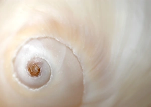 Seashell Images Prints: A close up of a shell