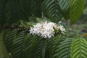 A coffee bush in flower displays its distinct white flower A coffee bush in flower displays its distinct white flower