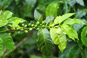 Coffee plant in Buenavista, Colombia, South America Coffee plant in Buenavista, Colombia, South America