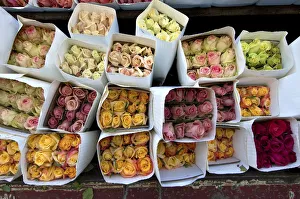Colombia, Bogota, Paloquemao Flower Market, Roses For Sale Colombia, Bogota, Paloquemao Flower Market, Roses For Sale