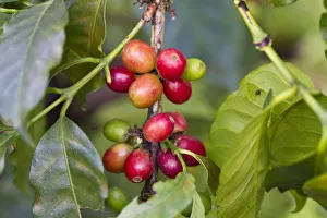 Colombia, Caldes, Manizales, Chinchina, Coffee plantation at Hacienda de Guayabal Colombia, Caldes, Manizales, Chinchina, Coffee plantation at Hacienda de Guayabal