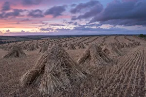 Summer Landscapes In Europe Prints: Corn stooks for thatching, Devon, England. Summer (July)