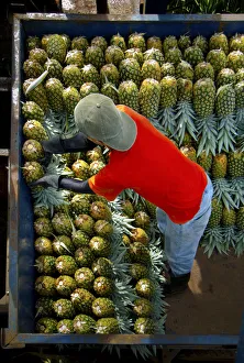 Costa Rica, La Virgen de Sarapiqui, Pineapple Plantation, Loading And Organizing Picked Costa Rica, La Virgen de Sarapiqui, Pineapple Plantation, Loading And Organizing Picked