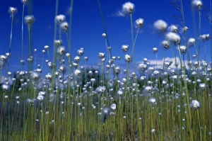 Cotton Grass Prints: Cotton Grass