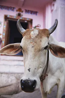 Cow outside house, Bundi, Rajasthan, India Cow outside house, Bundi, Rajasthan, India
