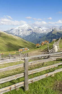 Alpe Di Siusi Collection: Cows grazing in the surrounding of Rifugio Sassopiatto with Marmolada in background