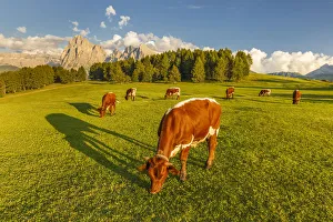 Cows pasture, Alpe di Siusi/Seiser Alm, Sassolungo and Sassopiatto Dolomites, South Tyrol Cows pasture, Alpe di Siusi/Seiser Alm, Sassolungo and Sassopiatto Dolomites, South Tyrol