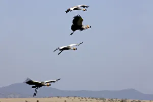 Crown cranes, Lewa Wildlife Conservancy, Kenya Crown cranes, Lewa Wildlife Conservancy, Kenya