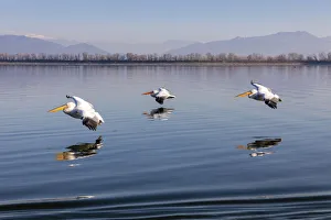 Three Dalmatian pelicans fly on Lake Kerkini, Lake Kerkini National Park, Serres, Greece Three Dalmatian pelicans fly on Lake Kerkini, Lake Kerkini National Park, Serres, Greece