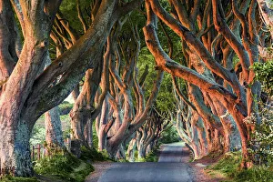 The Dark Hedges (Bregagh Road), Ballymoney, County Antrim, Ulster region, northern The Dark Hedges (Bregagh Road), Ballymoney, County Antrim, Ulster region, northern