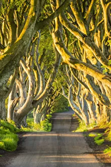 Dark Hedges, Co. Antrim, Northern Ireland Dark Hedges, Co. Antrim, Northern Ireland
