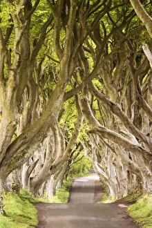 The Dark Hedges, County Antrim, Ulster region, northern Ireland, United Kingdom The Dark Hedges, County Antrim, Ulster region, northern Ireland, United Kingdom