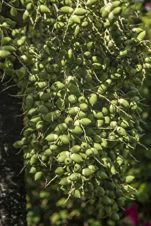 Dates growing on Palm tree, La Digue, Seychelles Dates growing on Palm tree, La Digue, Seychelles