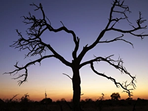 A dead tree silhouetted against a dusk sky A dead tree silhouetted against a dusk sky
