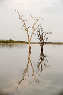 Dead trees in lake in Selous, Tanzania Dead trees in lake in Selous, Tanzania