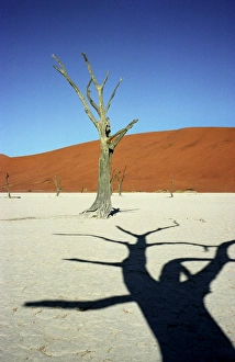 Dead Vlei Landscape Prints: Dead Vlei