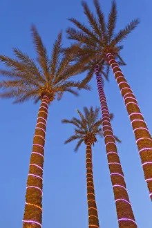 Decorative Palm trees in the wealthy area of Gueliz in Marrakesh, Morocco, North Africa Decorative Palm trees in the wealthy area of Gueliz in Marrakesh, Morocco, North Africa