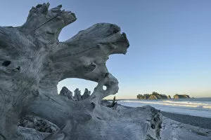 Images Dated 6th December 2012: Deiftwood at Rialto Beach, Olympic National Park, Clallam County, Washington, USA