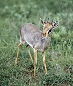 African Antelopes Collection: A dikdik in the Samburu National Reserve of Northern Kenya