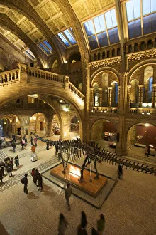 Dinosaur at the Natural History Museum, London, England Dinosaur at the Natural History Museum, London, England