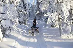 Transport Collection: Dog sledding in the snowy woods, Kuusamo, Northern Ostrobothnia region, Lapland, Finland