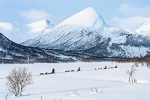 Q3 2023 Collection: Dog sleds crossing the frozen snowy landscape in winter, Lyngen Alps, Tromso, Troms og Finnmark