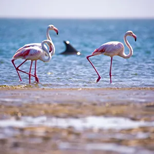 Dolphin and Flamingos at Walvis Bay, Namibia, Africa Dolphin and Flamingos at Walvis Bay, Namibia, Africa
