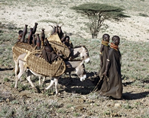 Donkeys are indispensable beast of burden Donkeys are indispensable beast of burden