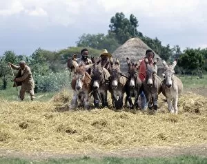 African Agriculture Collection: Donkeys trample corn to remove the grain in a typical