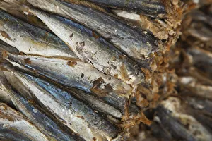 Dried fish, Old Quarter, Hanoi, Vietnam Dried fish, Old Quarter, Hanoi, Vietnam
