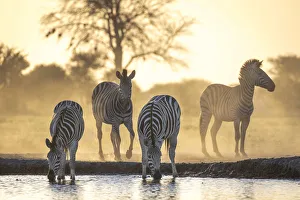 Drinking Zebra, Nxai Pan National Park, Botswana Drinking Zebra, Nxai Pan National Park, Botswana