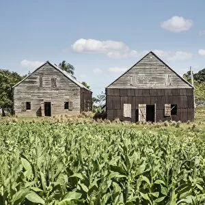Images Dated 9th February 2015: Drying house on a Tobacco Plantation, Pinar del Rio Province, Cuba