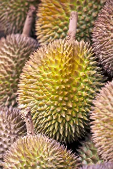 Durian Fruit, Jalan Petaling Night Market Chinatown Kuala Lumpur Malaysia Durian Fruit, Jalan Petaling Night Market Chinatown Kuala Lumpur Malaysia