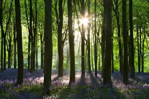 Images Dated 17th May 2010: Early morning sunlight in West Woods bluebell woodland, Lockeridge, Wiltshire, England