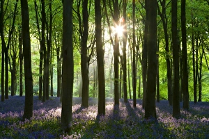 Early morning sunlight in West Woods bluebell woodland, Lockeridge, Wiltshire, England Early morning sunlight in West Woods bluebell woodland, Lockeridge, Wiltshire, England