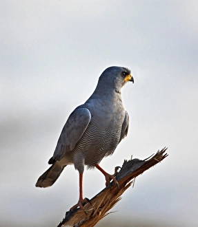 Raptor Wildlife Photos Prints: An Eastern Chanting-Goshawk
