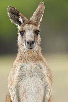 Eastern grey kangaroo (Macropus giganteus), Lone Pine Koala Sanctuary, Brisbane Eastern grey kangaroo (Macropus giganteus), Lone Pine Koala Sanctuary, Brisbane