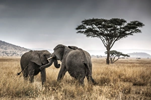 Elephant bulls fighting in thw Serengeti National Park, Tanzania, Africa Elephant bulls fighting in thw Serengeti National Park, Tanzania, Africa