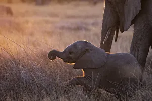 Elephant calf, Okavango Delta, Botswana Elephant calf, Okavango Delta, Botswana