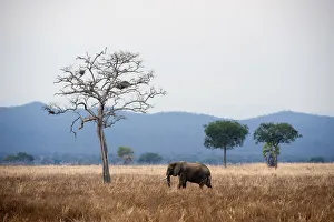 Elephant and dead tree in landscape, Mikumi, Tanzania Elephant and dead tree in landscape, Mikumi, Tanzania