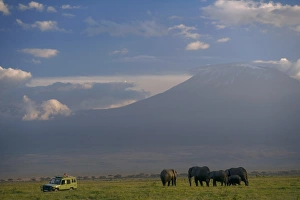 African Elephant Images Prints: Elephant, Mt