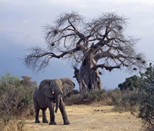An elephant in the Ruaha National Park of Southern Tanzania An elephant in the Ruaha National Park of Southern Tanzania